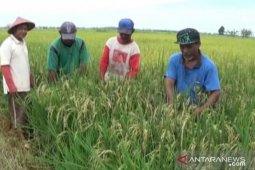 Petani Penajam keluhkan kesulitan air untuk pengairan sawah