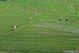 Membangun ekosistem pertanian padi
