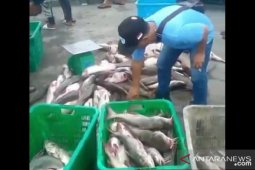 Nelayan Bangka panen ikan duri di kawasan bekas KIP timah
