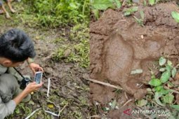 Tiga ekor kambing milik warga Paraman Agam dimangsa satwa liar