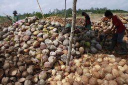 House urges ministry to issue regulation banning whole coconut exports