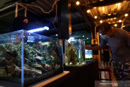 50 peserta ramaikan Gorontalo Aquascape Expo 2020
