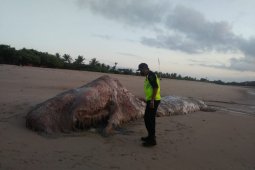 BPSPL teliti penemuan bangkai paus sperma di wilayah ITDC