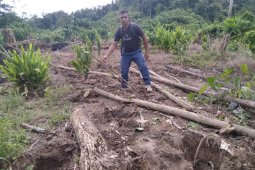 BKSDA Aceh mulai turunkan tim untuk halau gajah liar di perkebunan warga Aceh Jaya