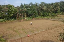 Atasi kelangkaan, Distanbun Lebak ajukan kuota tambahan pupuk subsidi