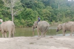 Konflik gajah dan manusia, salah siapa?