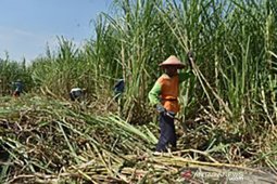 Gebrakan menuju swasembada gula nasional 2025