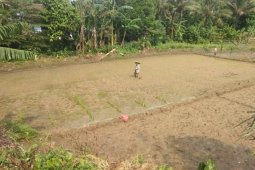 Distanbun Lebak imbau petani percepat masa tanam