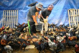 Equitas Global masih temukan praktik ternak ayam berisiko