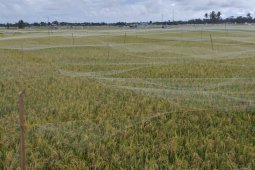 Petani Abdya pasang kelambu antisipasi serbuan burung pipit
