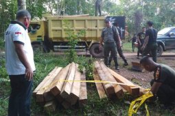 Dishut Pemprov Kalsel terus berupaya jaga hutan dari penebangan liar