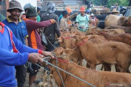 Harga sapi di Madura turun