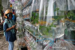 Penjualan ikan hias