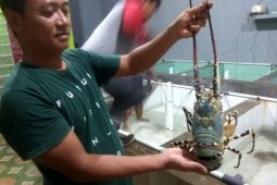Nelayan Lebak selatan  raup keuntungan dari panen udang lobster