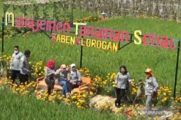 Petani Madiun manfaatkan lahan pertanian jadi agrowisata