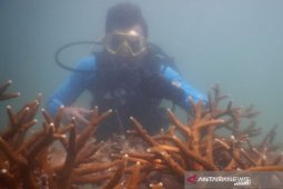 Pemprov Babel-PT Timah perbanyak destinasi wisata bawah laut Pulau Bangka