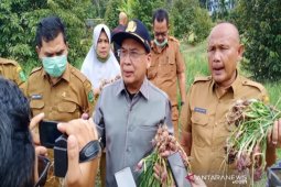 Madina berpotensi penyumbang bawang merah di Sumut