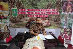 Harga sawit turun dipicu kebijakan Malaysia