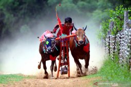 Melatih sapi karapan