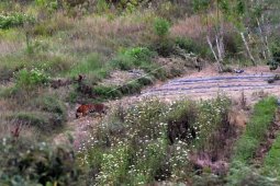 Harimau Sumatera Berada di Ladang Warga