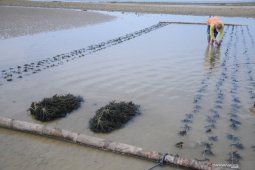 Bantuan bibit rumput laut