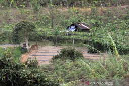 Ketika harimau bertandang ke rumah warga