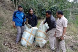TNI amankan dua karung ganja kering di kebun warga di Aceh Tengah