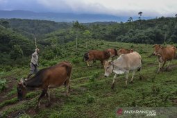 Agrowisata mini Ranch sapi Pasundan