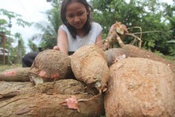 Aceh tingkatkan produksi ubi kayu sebagai pangan lokal pada 2021