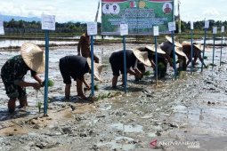 Pemerintah bantu areal tanam baru untuk 5.819 ha sawah di Nagan Raya