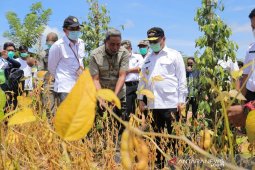 Harga TBS sawit petani Babel naik Rp1.000 per kilogram