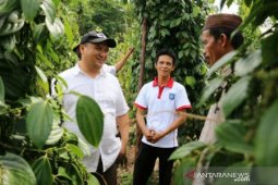 Gubernur Kepulauan Babel: Harga lada naik gerakkan ekonomi desa