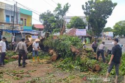 Angin kencang landa Bengkulu, sejumlah pohon tumbang