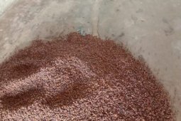 Harga cengkih dikota  Ambon turun