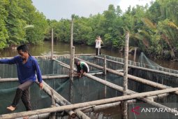 Budidaya ikan tirus cara masyarakat Batu Ampar bangkit saat pandemi
