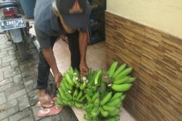 Petani Lebak alami kerugian akibat serangan  monyet