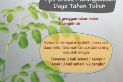 Kelor, alternatif yang bisa dimanfaatkan obati diabetes