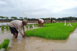 DKP3 Kota Metro pastikan pasokan pupuk untuk MT I aman