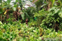 Distanak: Budidaya pisang ambon Curup menjanjikan