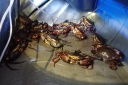 "Silvofishery" memelihara kepiting sambil menjaga mangrove dari pesisir Kalbar - 1