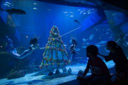 Pertunjukan bawah air sambut Natal dan Tahun Baru