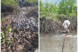 KSU Bahagia Keluarga Bahari Langkat tanam 132.000 batang mangrove