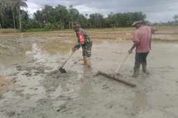 Jaga ketahanan pangan, Babinsa di Aceh Utara bantu petani membajak sawah