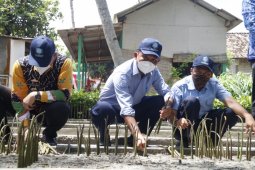 KKP: Pembibitan mangrove tingkatkan perekonomian desa pesisir
