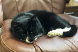 Diselamatkan dari tempat sampah, kucing Rusia nongkrong di kursi menteri