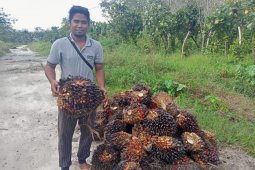 Sutarmidji nilai PSR penting untuk keberlangsungan sawit di Kalbar
