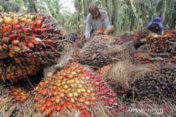 Harga CPO di Jambi turun Rp126 per kilogram jadi Rp10.964