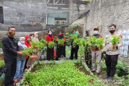Berdayakan lahan kosong, Kepala DKPP Kota Bogor bersama warga Babakan panen sayuran