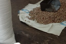 Harga pala bundar di kota Ambon naik