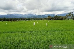 Kadin sebut sektor pertanian Parigi Moutong  perlu dikelola profesional